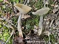 Helvella macropus-amf886-2